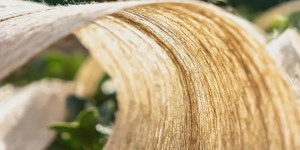 Several new natural fibers (properties and applications of natural fibers)