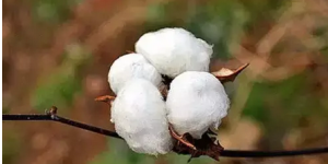 What material is cotton blended (basic knowledge of clothing fabrics-cotton material)