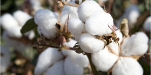 What is the difference between combed cotton and pure cotton (which one is better, combed cotton or pure cotton)