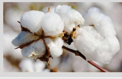 What is Pima cotton (What is Pima cotton fabric)