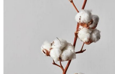 Is 100% cotton pure cotton or 100% cotton (can you tell the difference between pure cotton and 100% cotton)