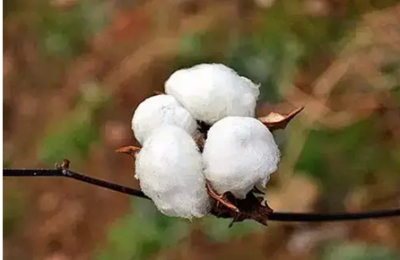 What material is cotton blended (basic knowledge of clothing fabrics-cotton material)