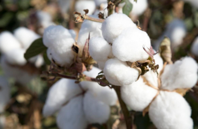 What is the difference between combed cotton and pure cotton (which one is better, combed cotton or pure cotton)